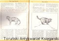 kot i jego kuzyni WWP1.jpg