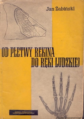 od pletwy rekina WP.jpg