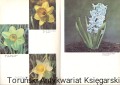 tulipany PWRiL3.jpg