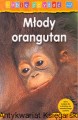 mlody orangutan OLESIEJUK.jpg