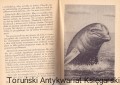wyspa delfinow ALFA2.jpg