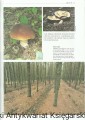 przyroda polska PODSIEDLIK3.jpg