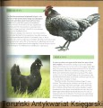 keepimg chickens D&C4.jpg