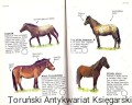 konie SCRIBA 2.jpg