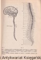 neurologia (6).jpg