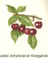 skanowanie0006.jpg