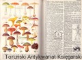 skanowanie0004.jpg