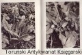 skanowanie0016.jpg