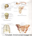 Anatomia wersja polska-część 2 : Buchmann  / Praca zbiorowa  