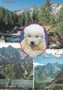Pocztówka : Tatry - tary Bielskie, widok z Gęsiej Szyi, Morskie Oko, Czarny Staw pod Rysami, widok ze szlaku na Szpiglasową Przełęcz  / Brak autora 