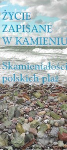 Życie zapisane w kamieniu : Skamieniałości polskich plaż  / Jarmila Krzymińska, Dorota Koszka-Maroń, Dorota Kaulbarsz, Anna Szelewicka (oprac.)  