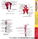 Anatomia Wersja polska-część 1 / Magdalena Czerwińska, Laura Kłopotowska  (oprac.)