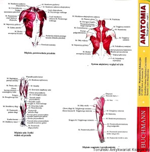 Anatomia Wersja polska-część 1 / Magdalena Czerwińska, Laura Kłopotowska  (oprac.)
