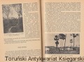 brazylia2.jpg