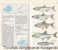fische3.jpg
